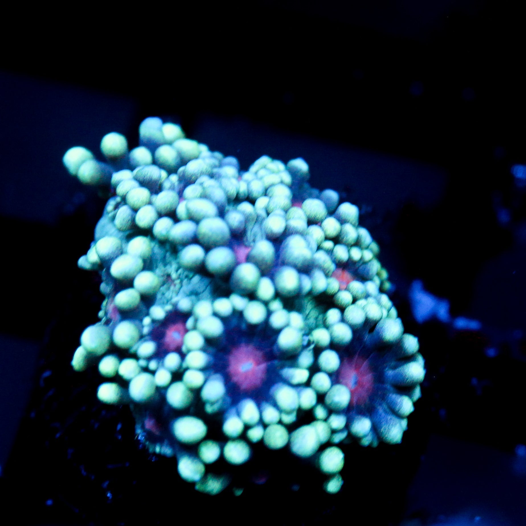 JC Phantasmic Flowers Goni