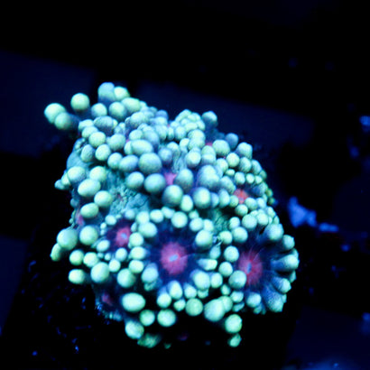 JC Phantasmic Flowers Goni