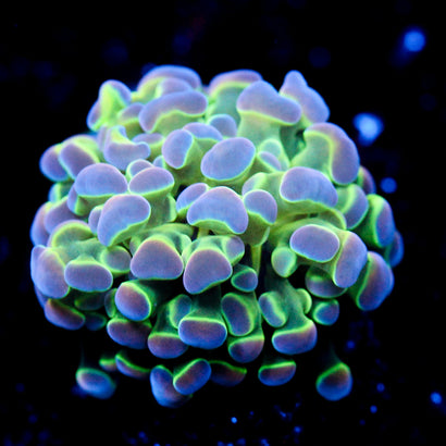 JC Ultra Hologram Hammer