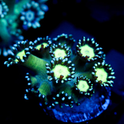 JC Cobalt Greed Goni