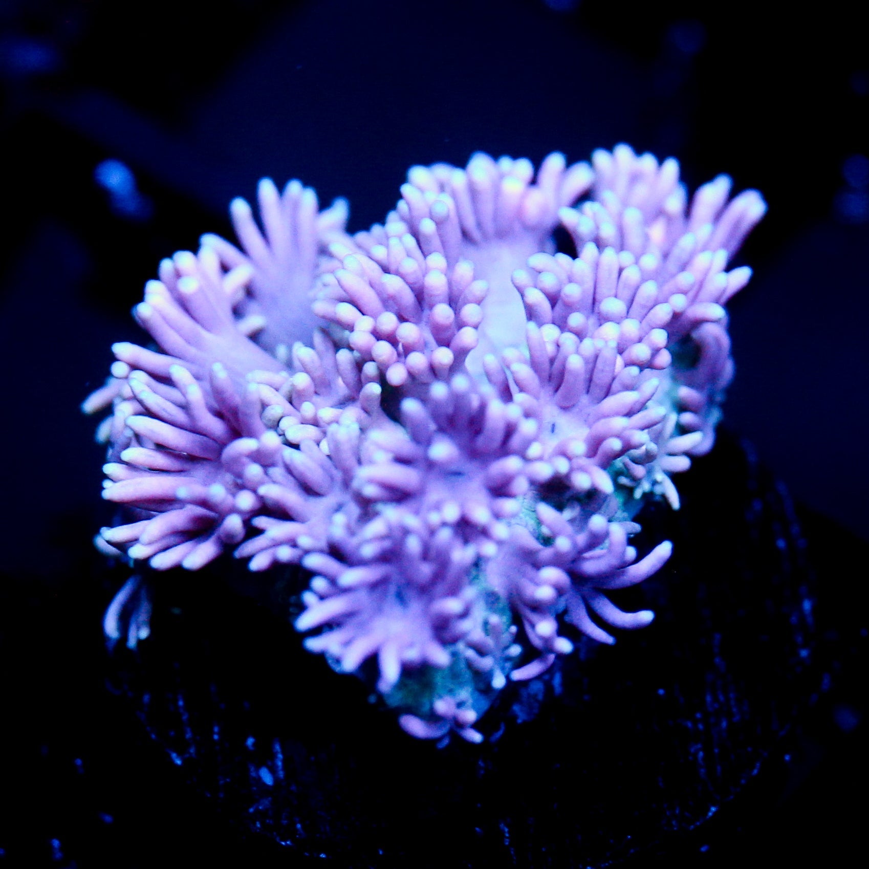JC Lavender cloud Goni