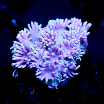 JC Lavender cloud Goni