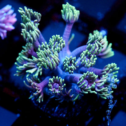 JC Neon Aura Goni