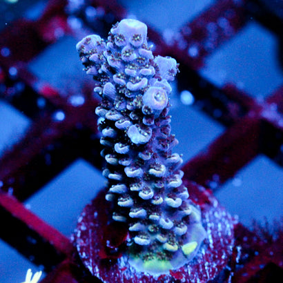 JC Grape Spiral