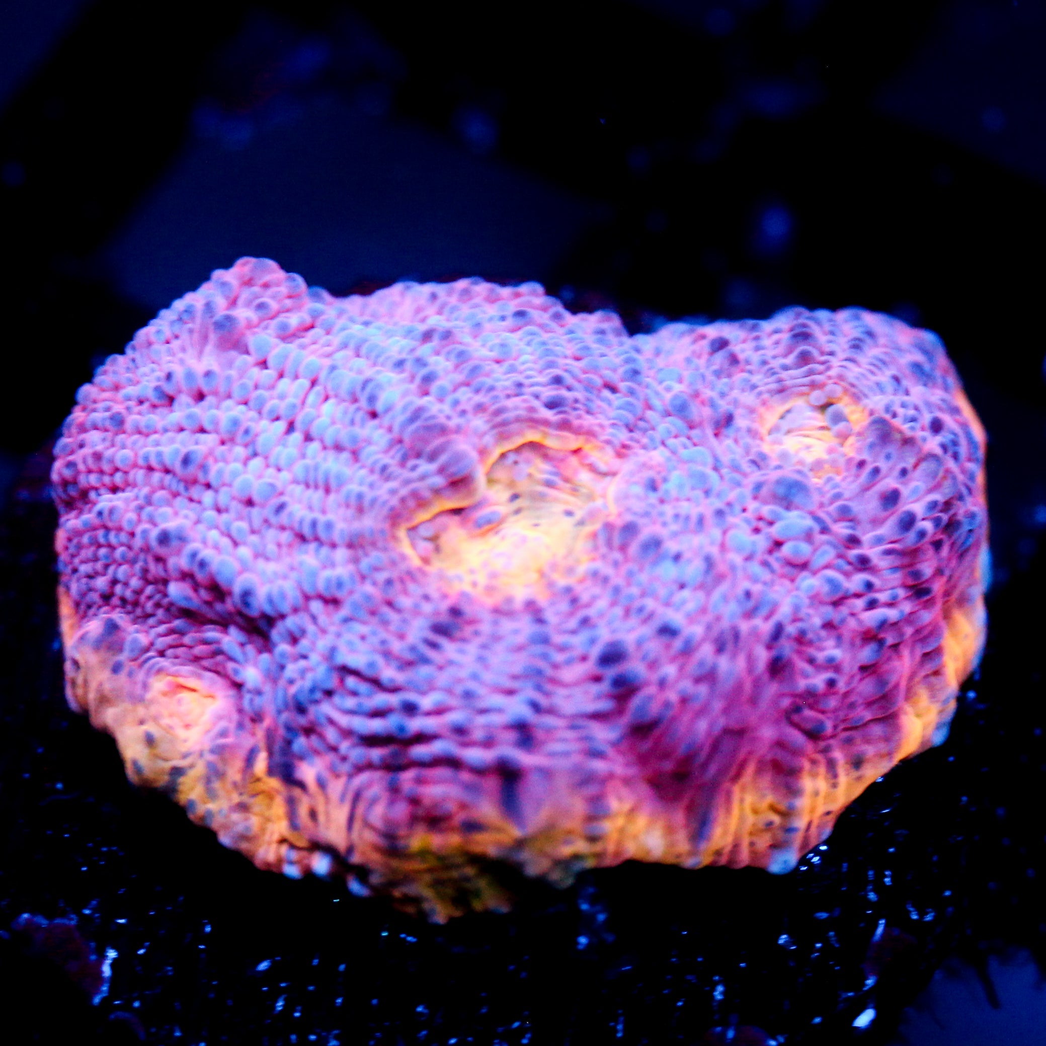 JC Grape Inferno Rainbow Chalice