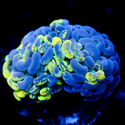 JC Yellow Splatter Hammer