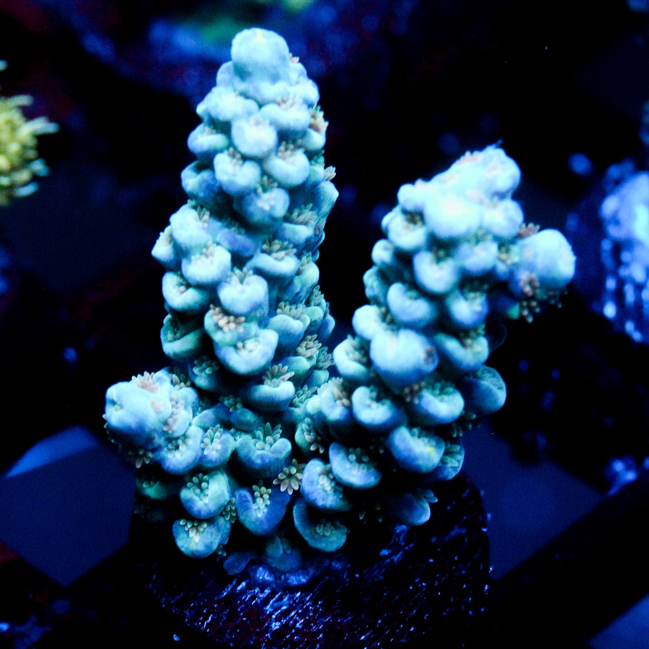 JC Ice Caps