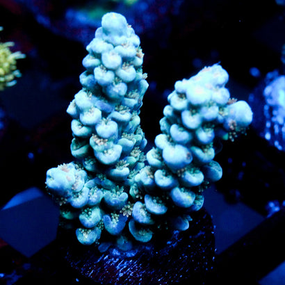 JC Ice Caps