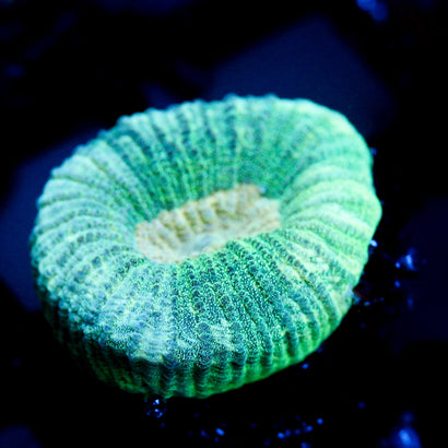 JC Neon Green Favia
