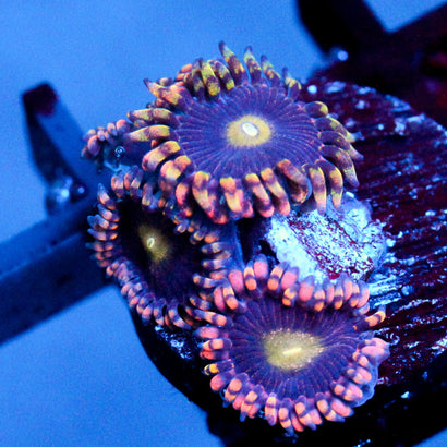 JC Bozos birthday Zoanthid