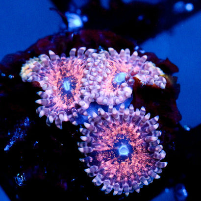JC Neptunes Bounty Zoanthid