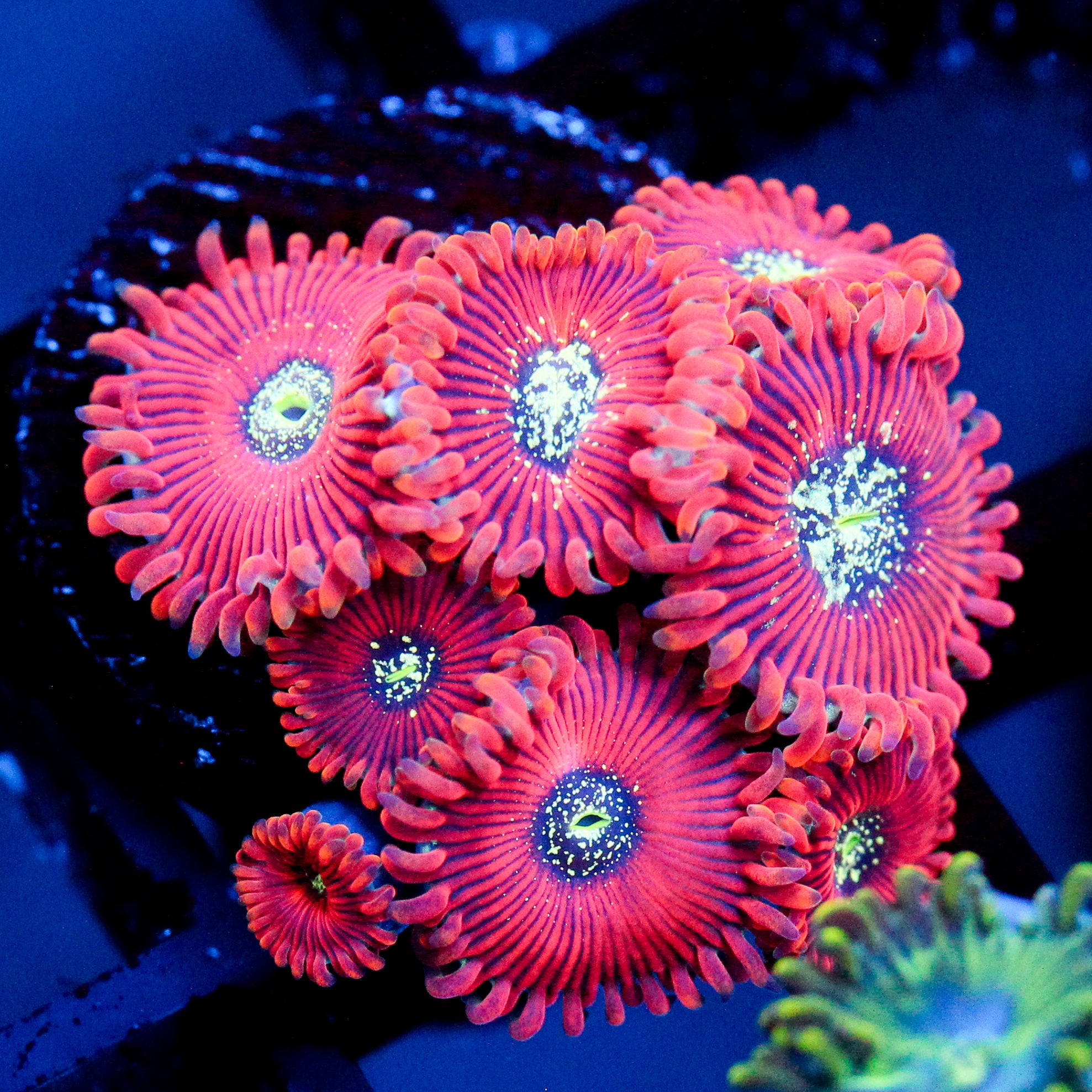 JC Magician's Zoanthid