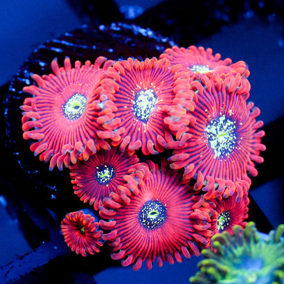 JC Magician's Zoanthid