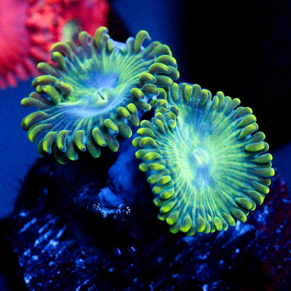 JC Lady Liberty Zoanthid
