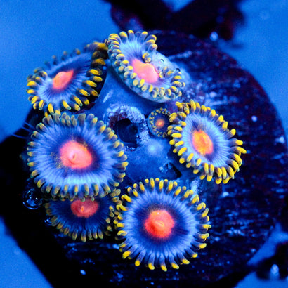 JC Ultra Gold Burn Zoanthid