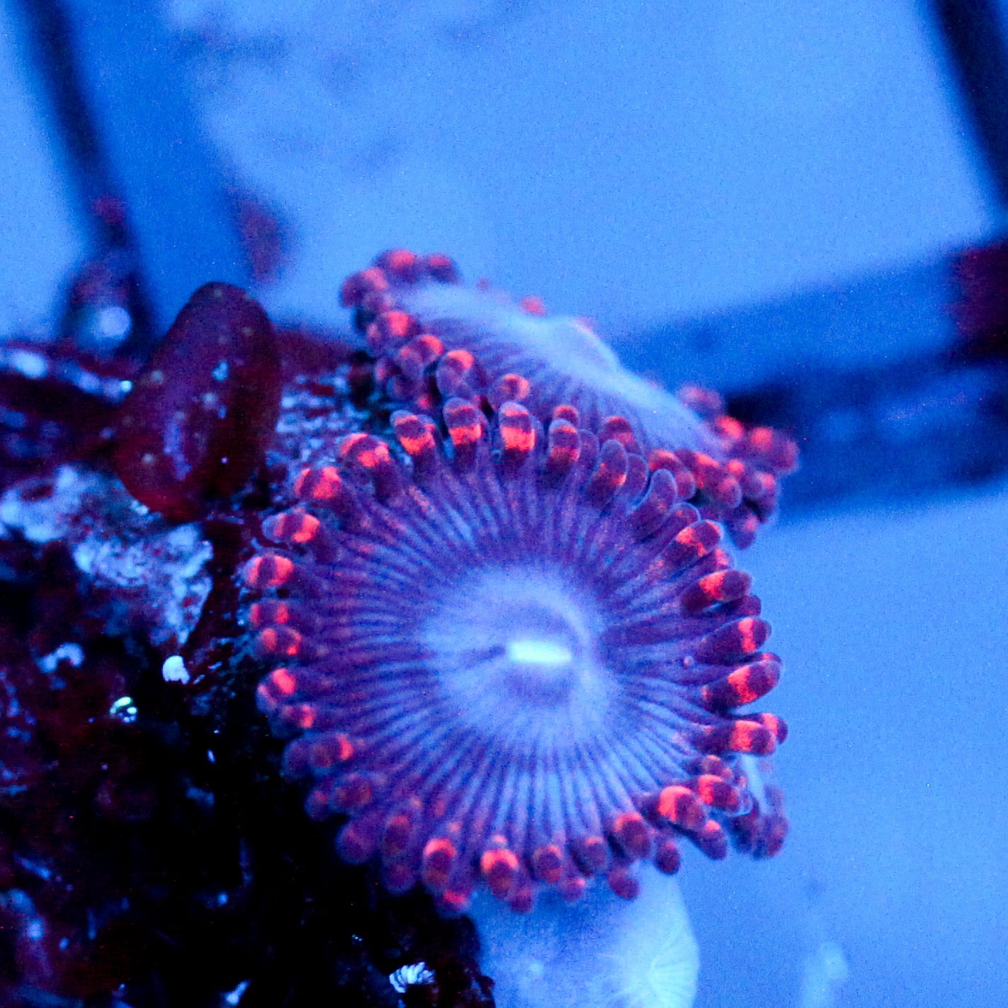 JC Molten Sulfer Zoanthid
