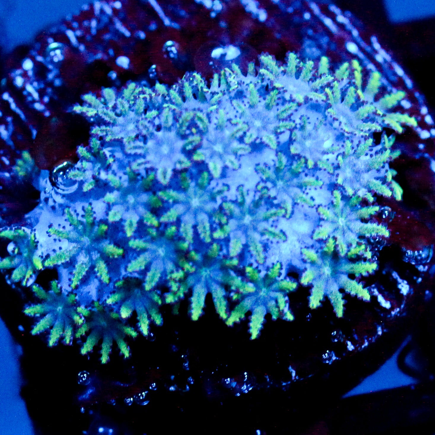 JC Sympodium Coral