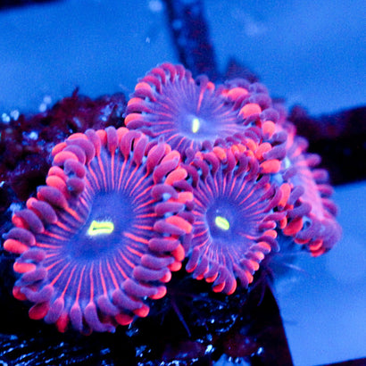 JC Purple People Eater Zoanthid