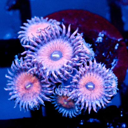 JC Amber Bliss Zoanthid