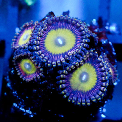 JC Hypnotoad Zoanthid