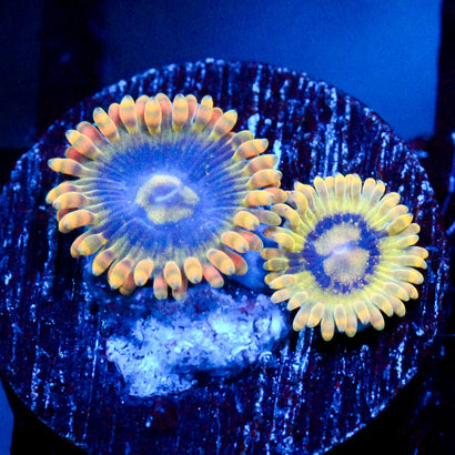 JC Rainbow Yoda Zoanthids