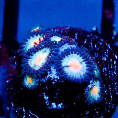 JC Blue Chill Zoanthid