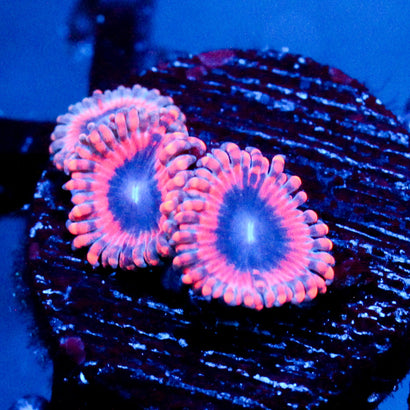 JC Typhloshion Zoanthid