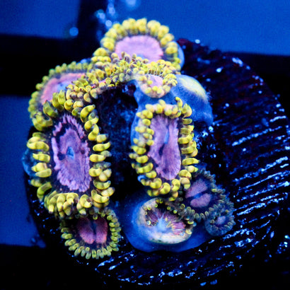 JC Purple Monster Zoanthid