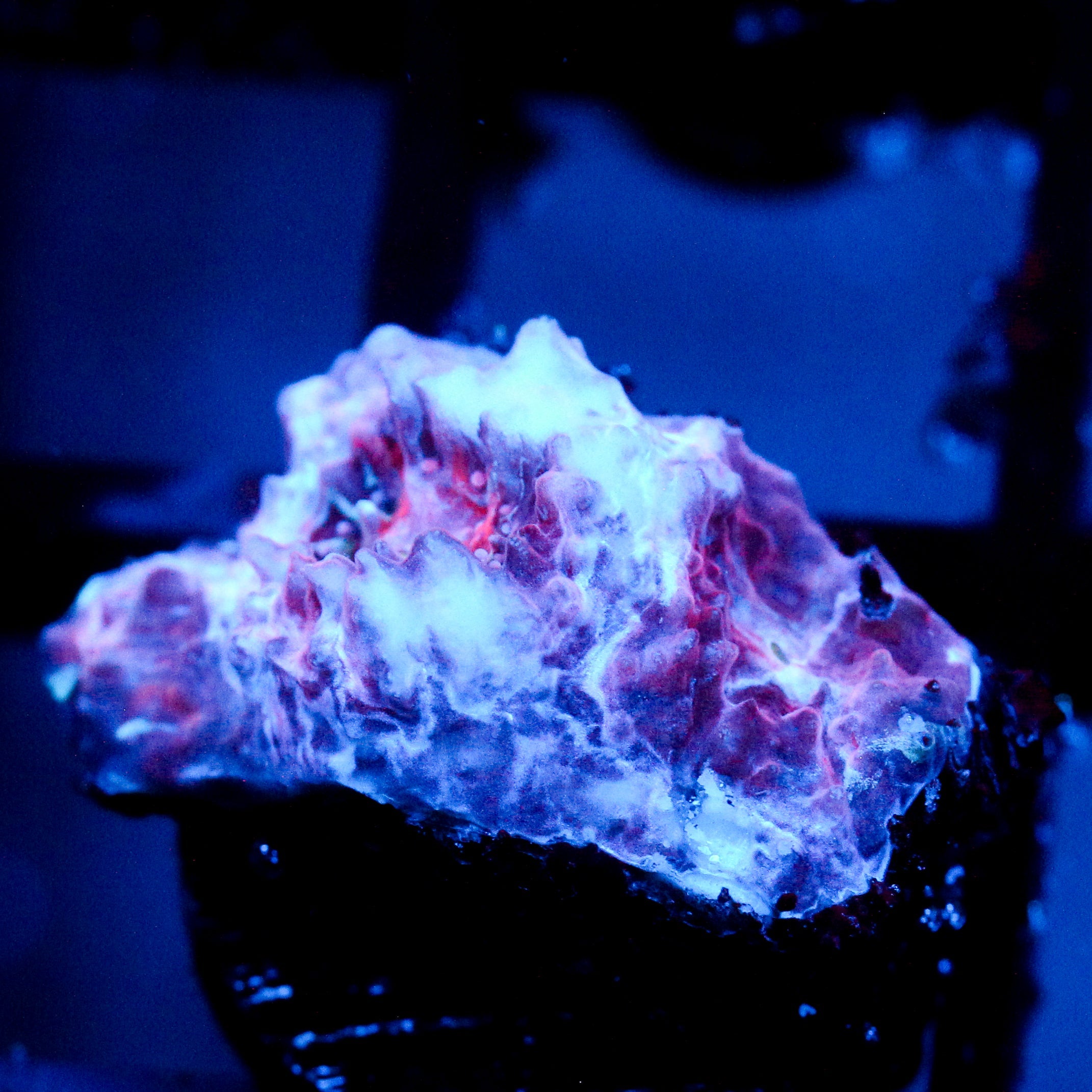 JC Frosty Peaks Chalice