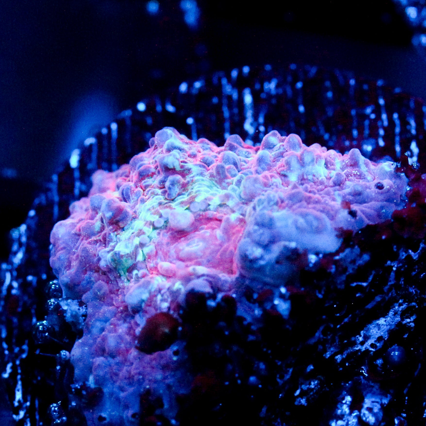 JC Frostbitten Fingers Chalice