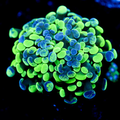 JC Ultra Splatter Hammer