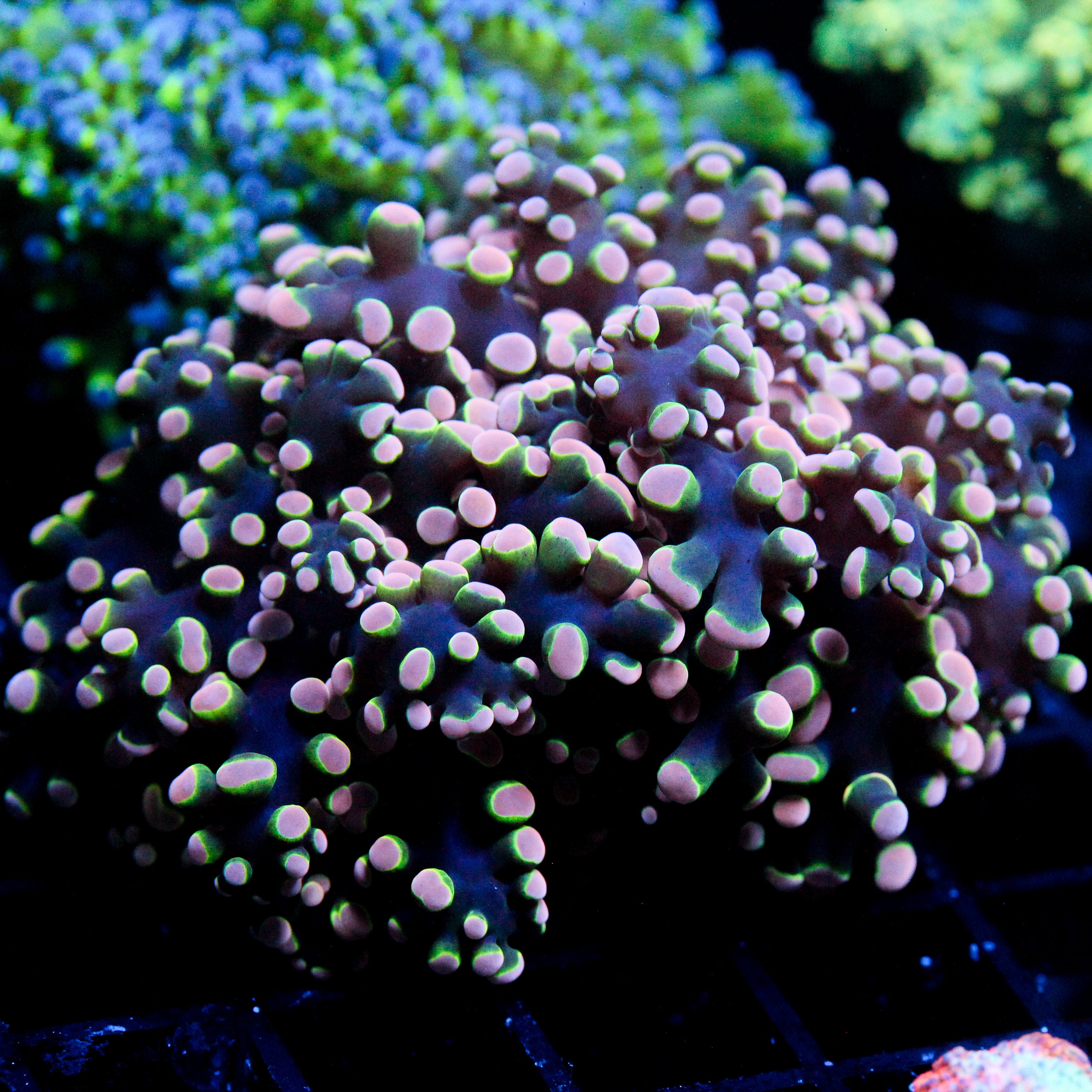 JC Orange Monster Octo