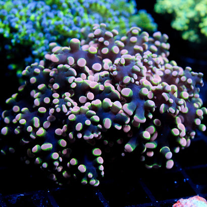 JC Orange Monster Octo