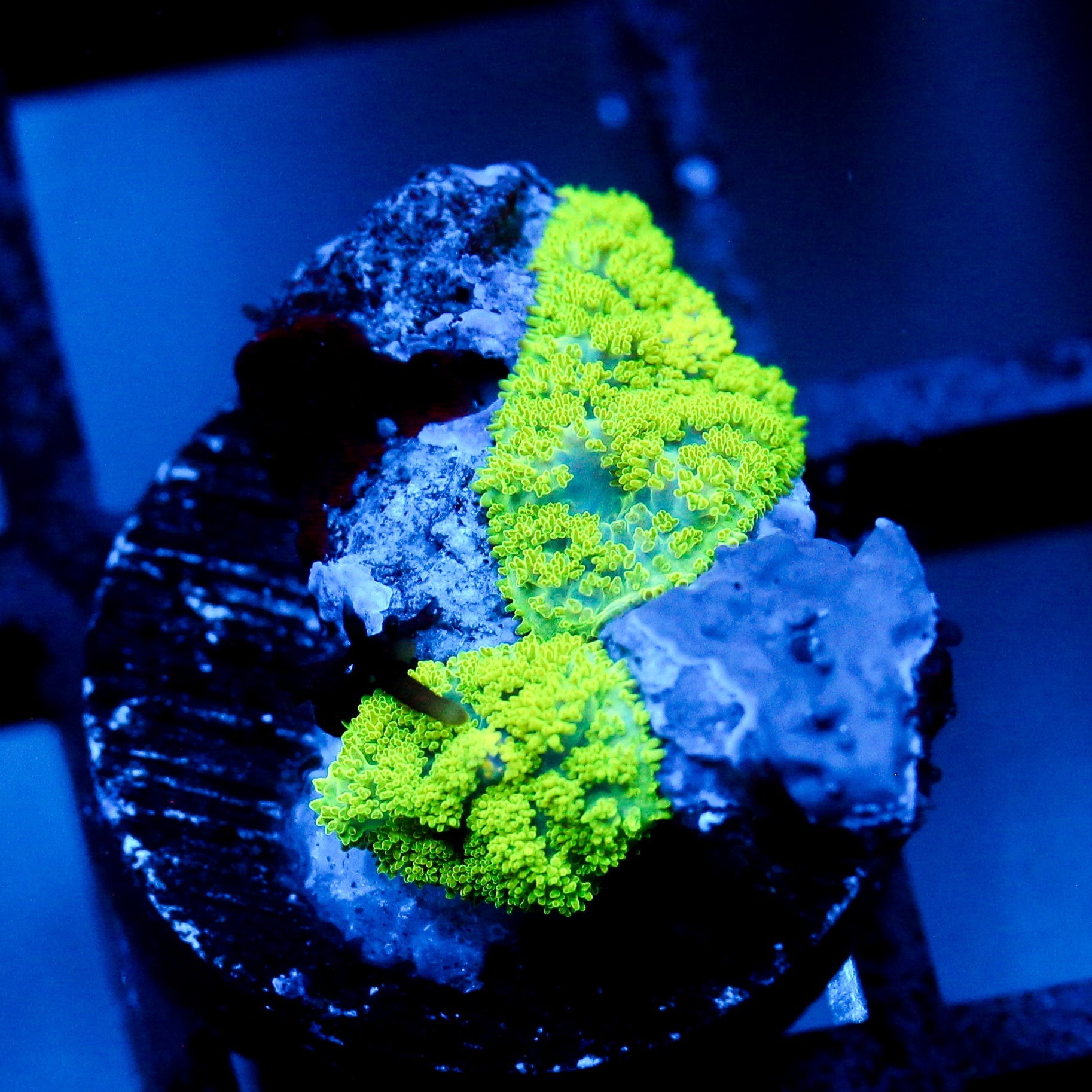 JC Neon Green Rhodactis