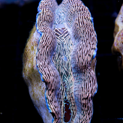 JC Zebra Derasa Clam