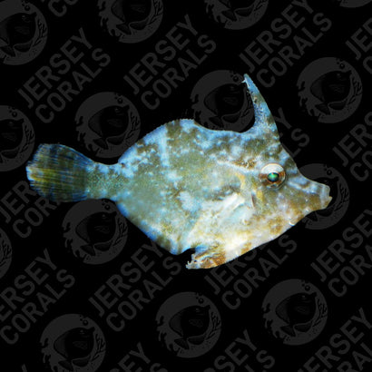 JC Aptasia Eating File Fish