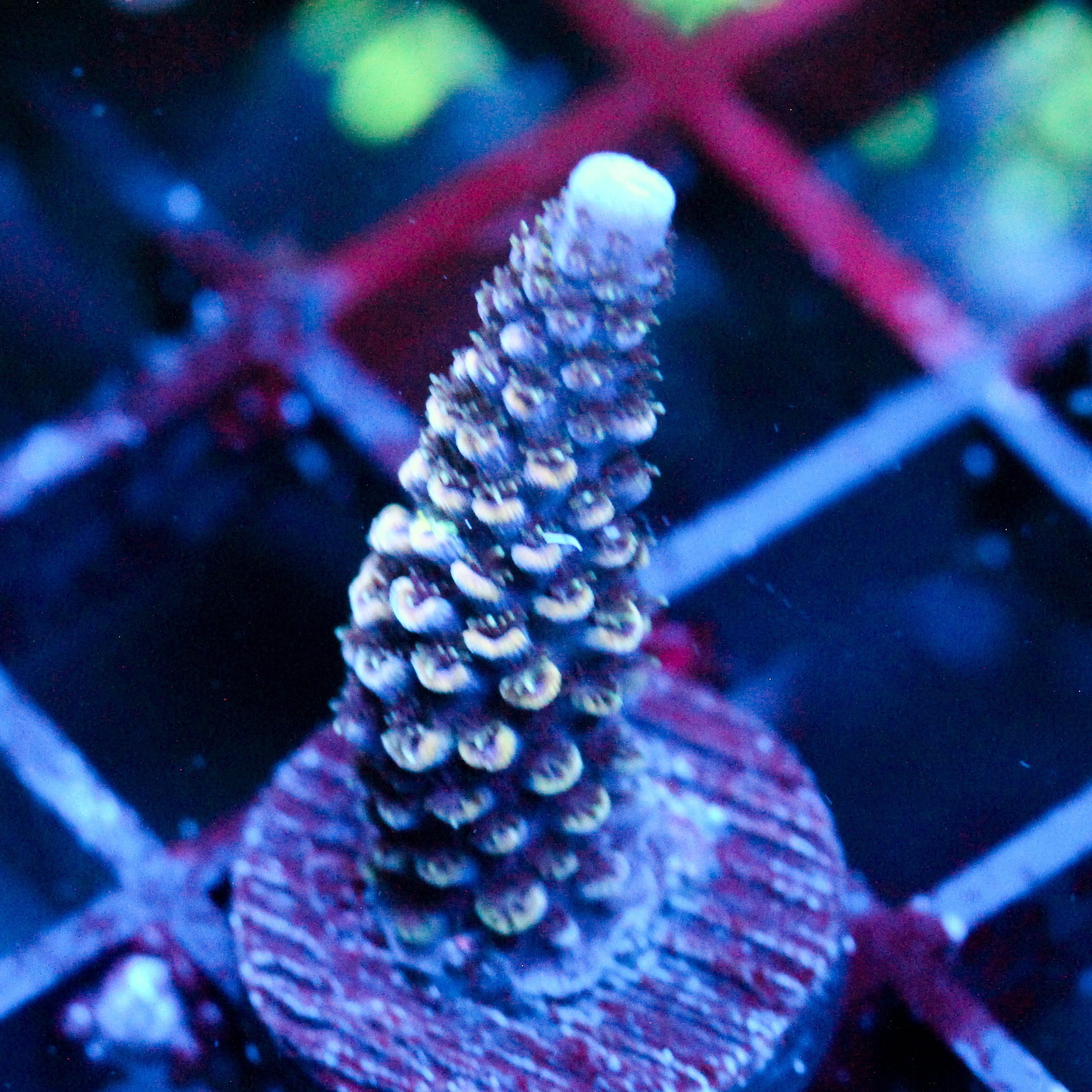 JC Serpentine