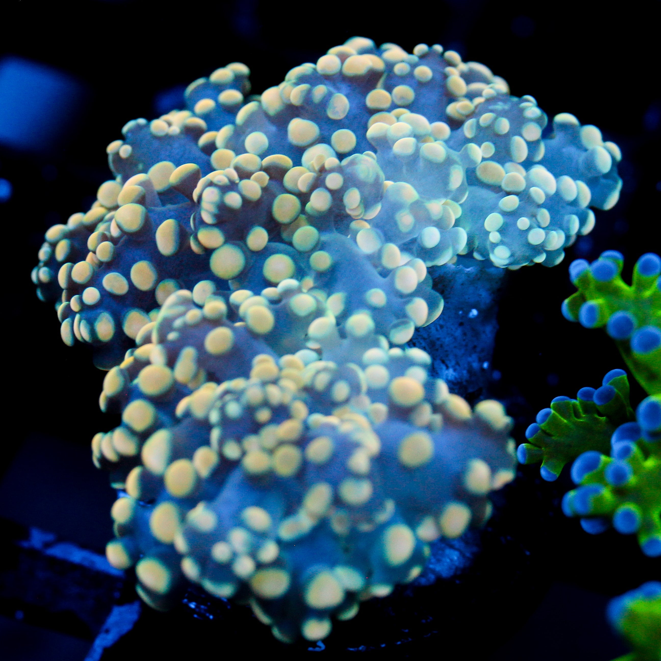 JC Orange Julius Octo