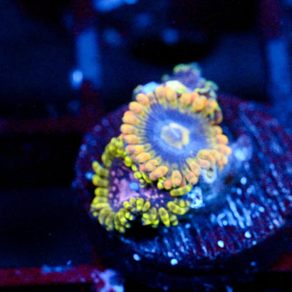 JC Rainbow Yoda+Purple Monster+Bozos birthday Zoanthid