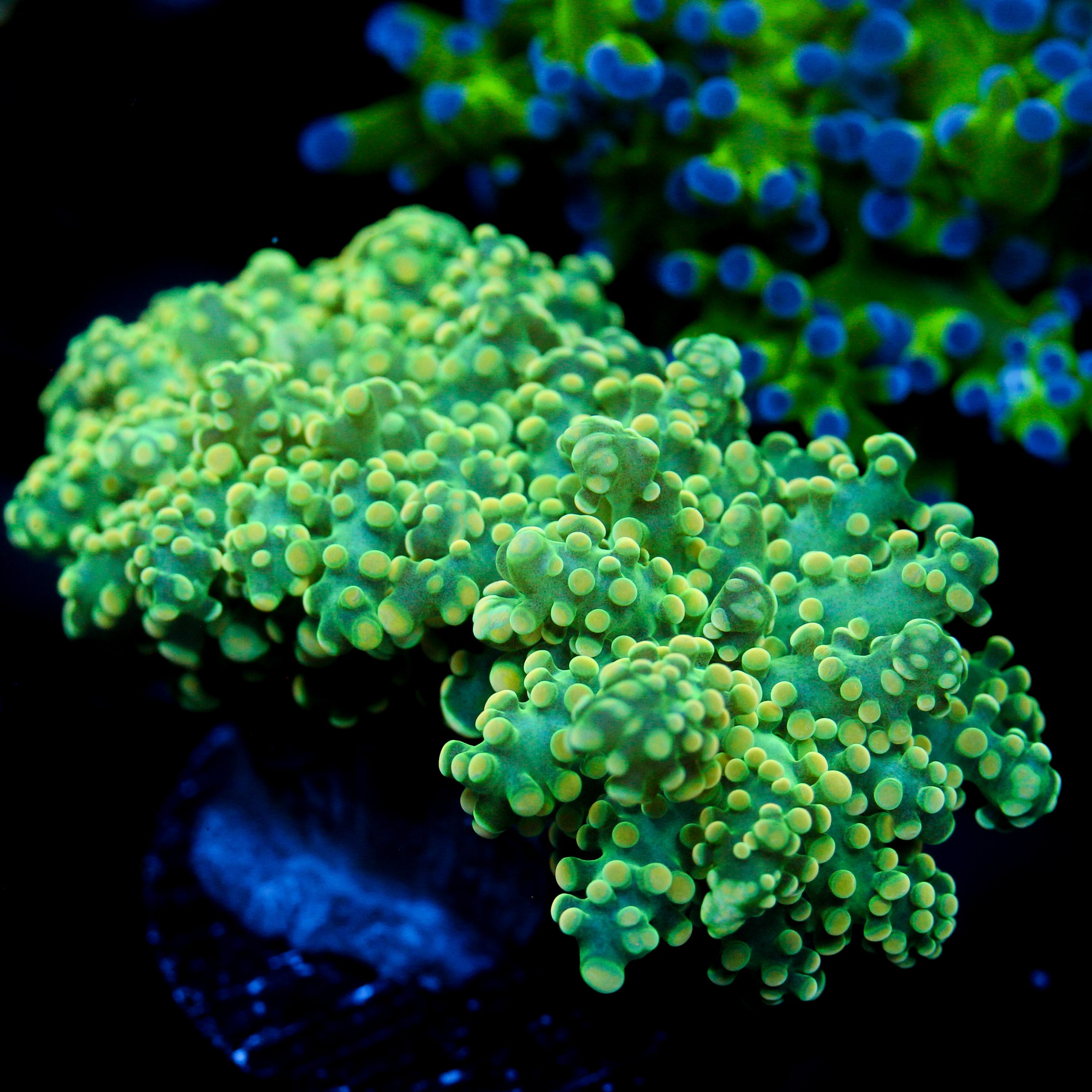 JC Neon Green Octo