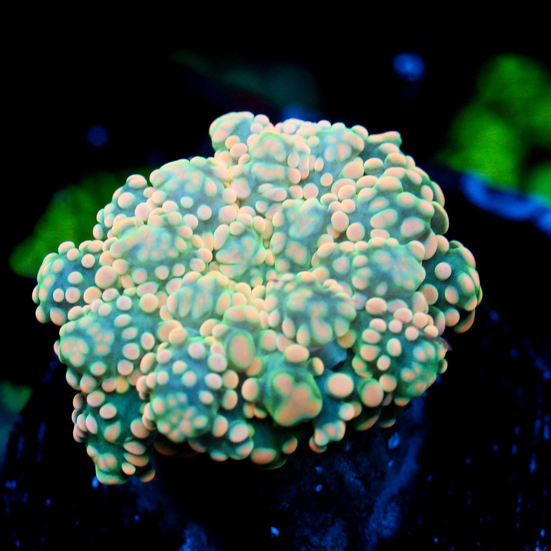 JC Orange Cream Octo