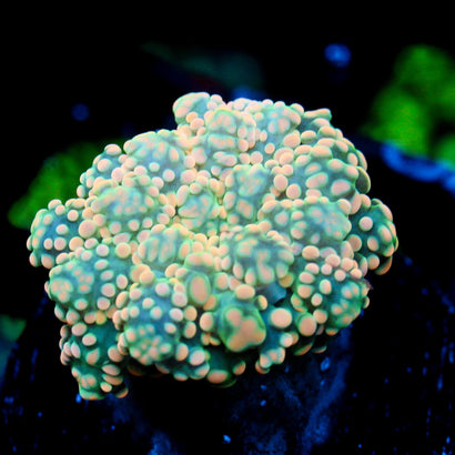 JC Orange Cream Octo