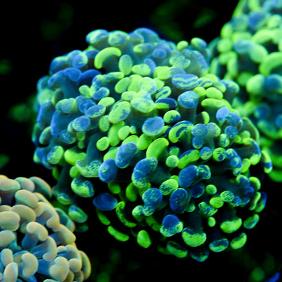 JC Ultra Splatter Hammer