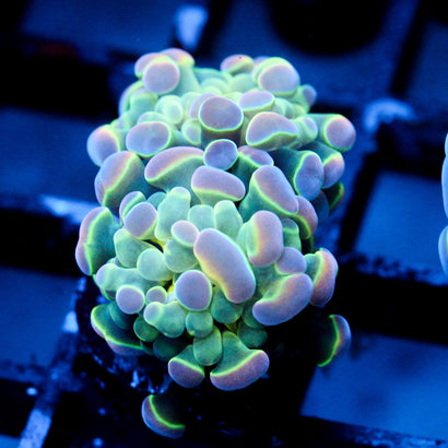 JC Ultra Hologram Hammer