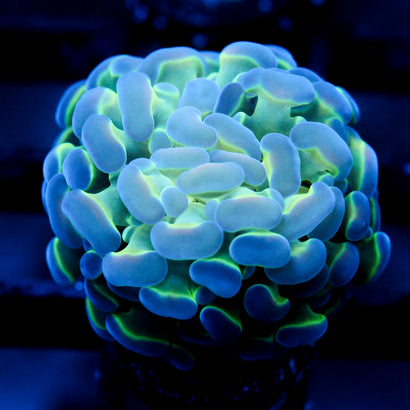 JC Hologram Hammer