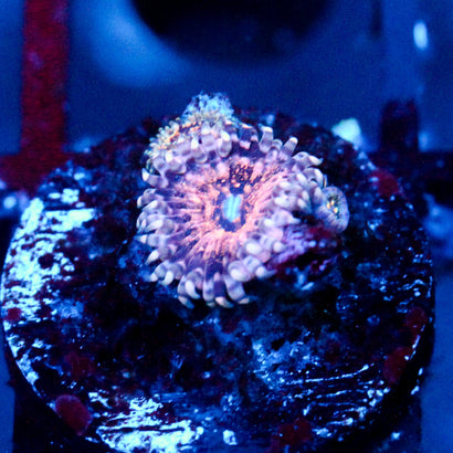 JC Neptunes Bounty Zoanthid