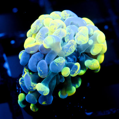 JC Yellow Splatter Hammer