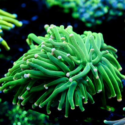 JC Cotton Candy Torch