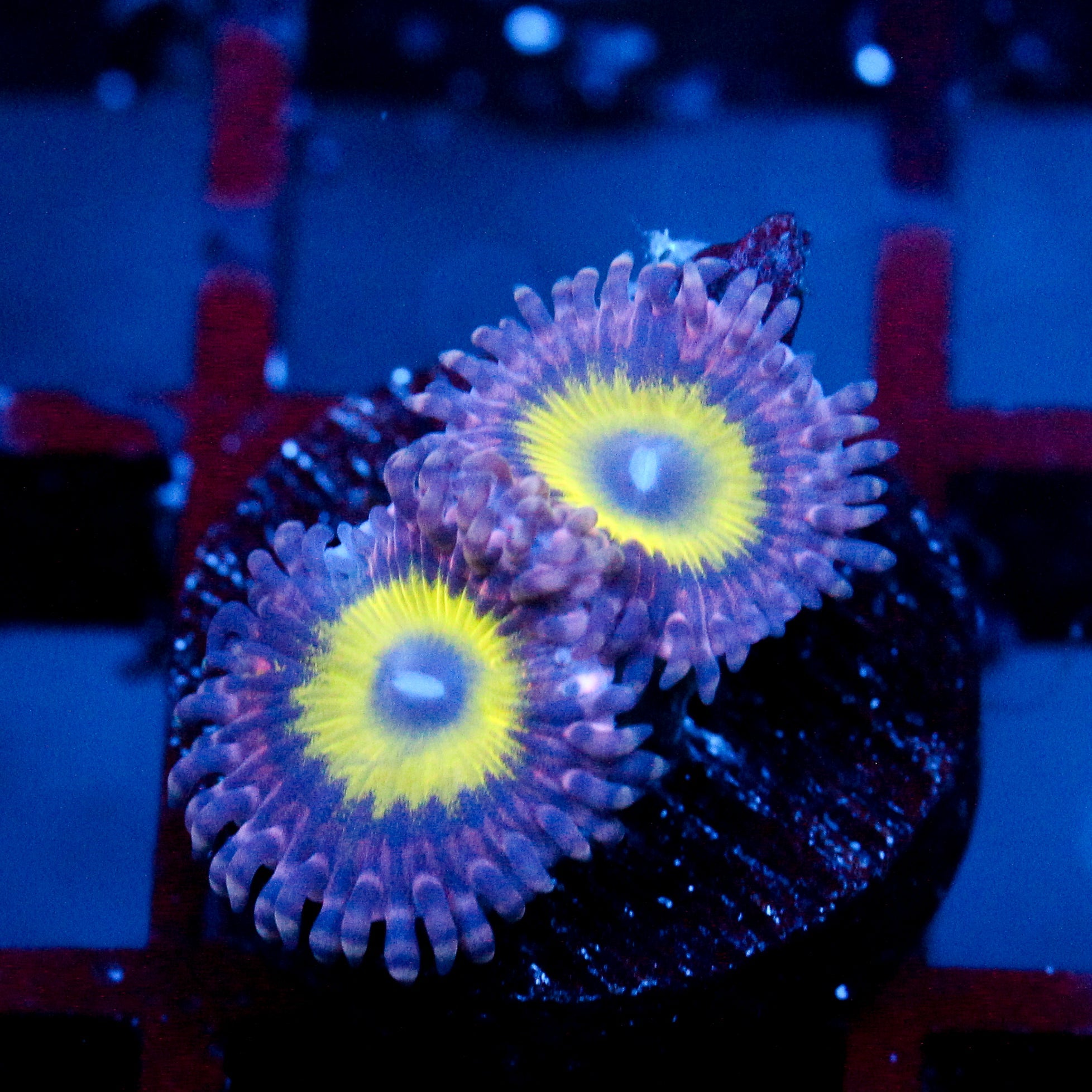 JC Flower Fall Zoanthid