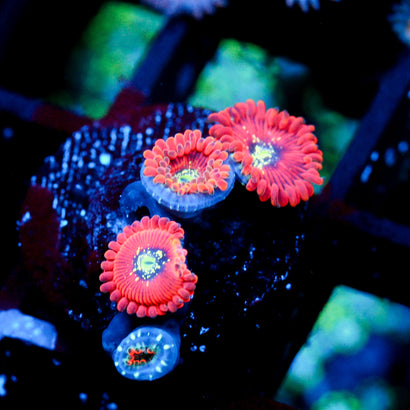 JC Magician's Zoanthid